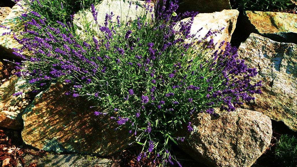 purple_flowers_201306